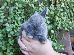 Jersey wooly cross Netherland dwarf bunny 