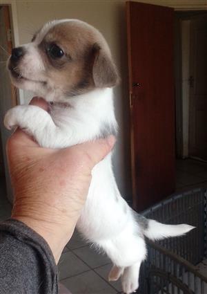 Jack Russell puppy.