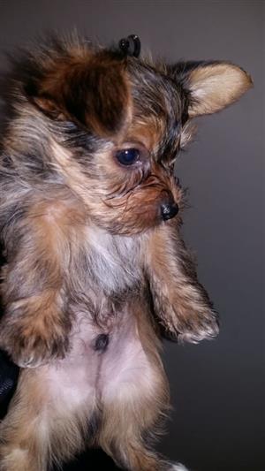 Dogs And Puppies In Secunda Junk Mail