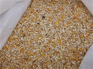 soya , white and yellow maize grits for animal feed