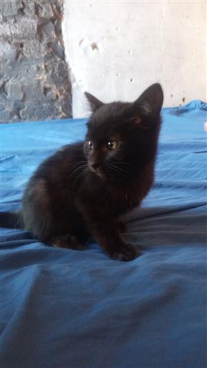Black kittens 