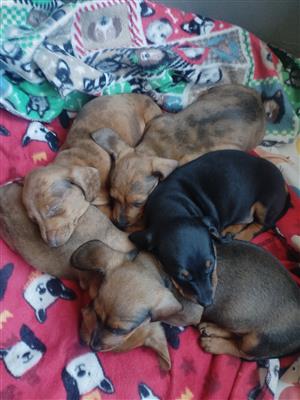 Dachshund puppies for sale