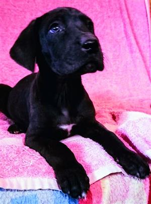 GREAT DANE STUNNING FEMALE PUPPY  