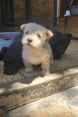  Scottish Terrier Puppies Purebred