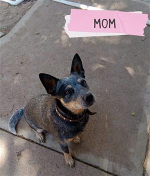 Australian Cattle Dog Puppies