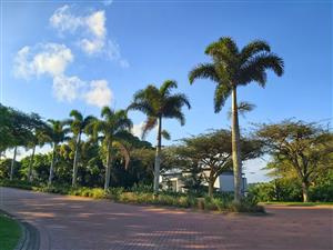 Modern 3-Bedroom Family Home to Rent in Palm Lakes Estate