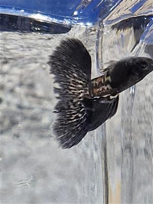 BLACK METAL LACE SNAKESKIN GUPPIES