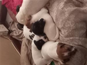 Jack Russel puppies for sale