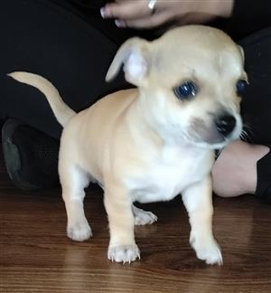 Looking for loving homes for 5 adorable chihuahua puppies. Near Roodeplaat dam.