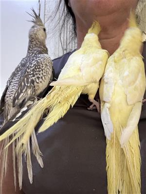 Tame cockatiels 