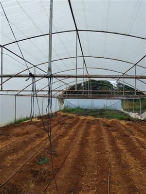Two 30×10 greenhouse tunnels one with plastic other without plastic 