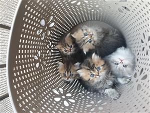 Persian Chinchilla Kittens