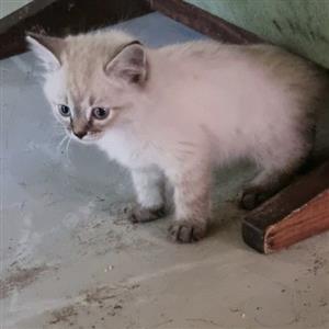 Ragdoll Siamese kitten