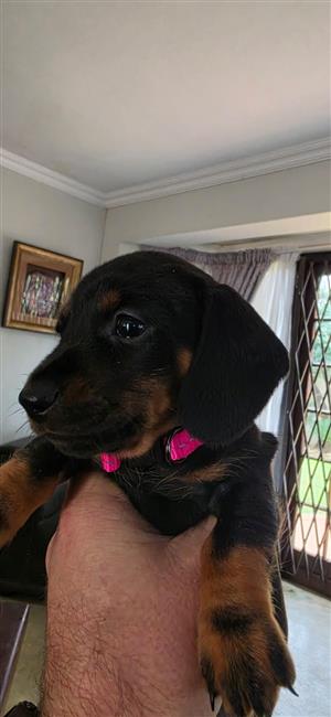 Miniature Black and Tan Daschund Puppies for Sale
