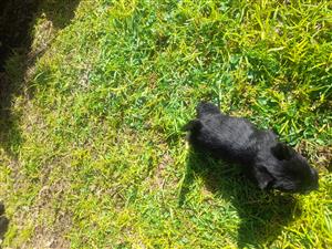 SCOTTIES TERRIER PUPPIES 