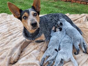 Australia Cattle dog puppies for sale