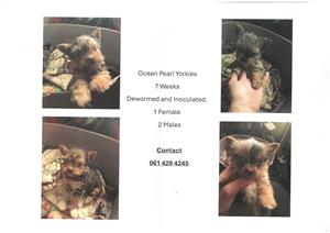 Yorkie Puppies