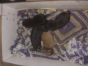 Toypom cross pikanease 