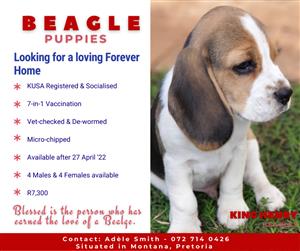 Adorable tri-colour, pure breed beagle puppies - Kusa Registered