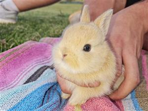 Baby Netherland dwarf rabbits