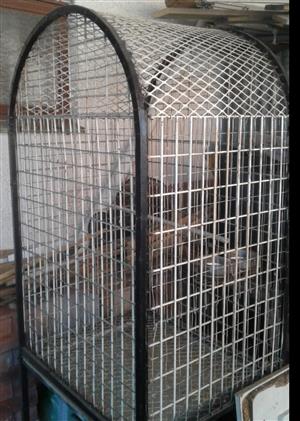African Grey/Bird Cage