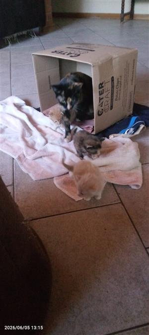 Cute baby kittens up for sale 