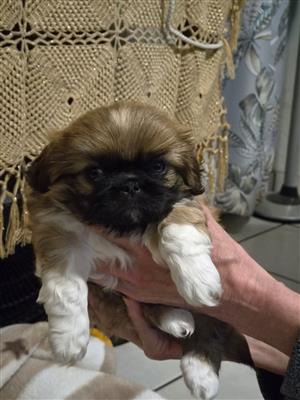 3 x Female Pekingese puppies for sale
