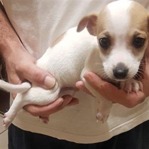 jack Russell male