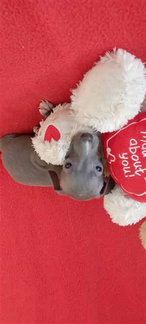 Italian greyhound female 