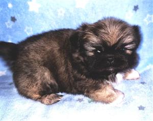 Purebred Pekingese male puppy for sale