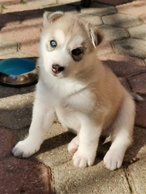 Huskey puppies for sale 