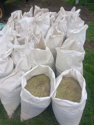 Dry Green PeasRed Wheat bit of Maize trough hammer mill.