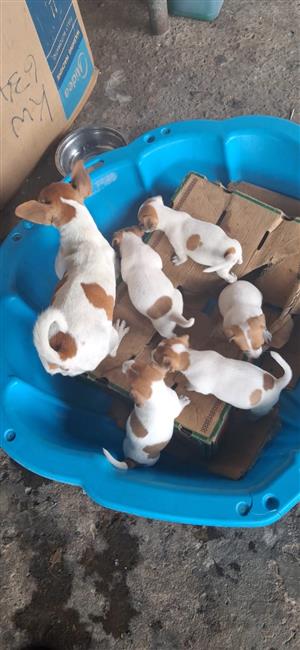 Jack Russell terrier pups