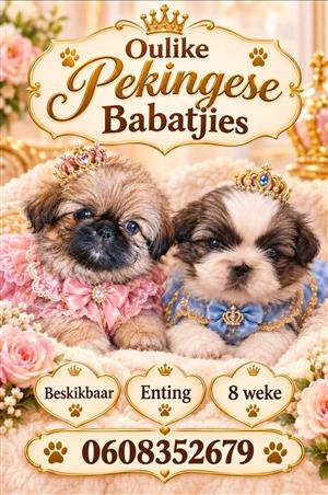 Pekingese puppies