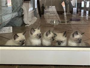Ragdoll (Siamese) kittens