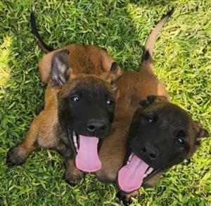 3x Male Belgian Malinois pups IN BRITS, NORTH WEST
