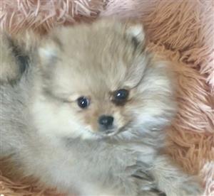 Toypom puppies