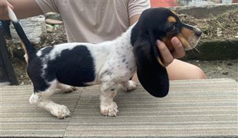 Basset hound puppy for sale