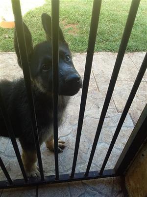 German Shepherd puppy's  10 weeks old ready for new Home   3 males left