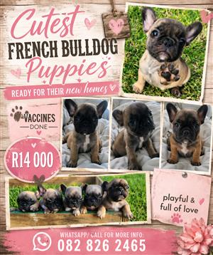 French Bulldog Puppies 