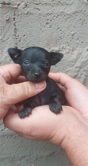 Chihuahua Small Toy Size Puppies 