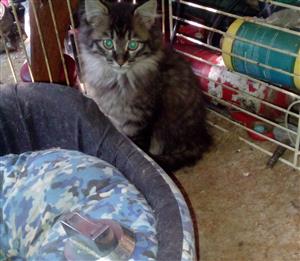 Maine Coon x kittens