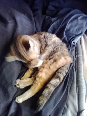 Persian cross maincoon kitten 