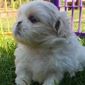 pekingese puppies for sale durban