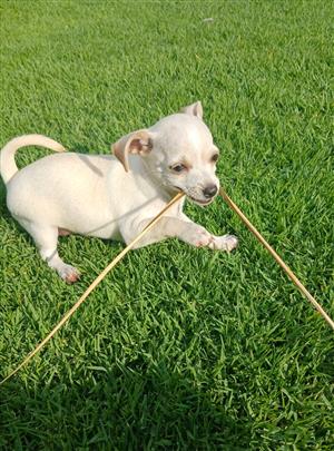 Chihuahua x Miniature Pinscher Puppy