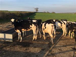 32 Friesian Cattle (Milking/Dairy cows)