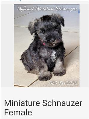 Female Miniature Schnauzer puppy 
