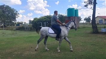 Arabian 15.1 H horse .Good temperament 