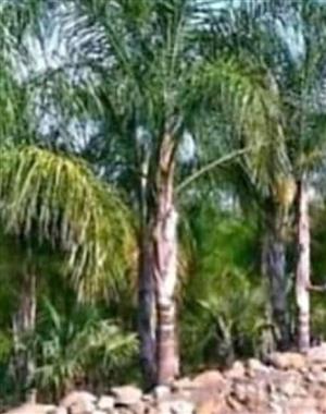 Big coco's trees
