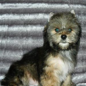 Sable Yorkie male puppy